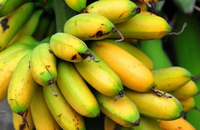 Khi ch&iacute;n, vỏ chuối c&oacute; m&agrave;u v&agrave;ng &oacute;ng như tơ v&agrave; mỏng