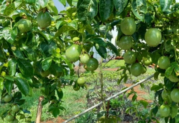 Gia Lai sản xuất thành công giống chanh leo đầu dòng Gia Lai sản xuất thành công giống chanh leo đầu dòng