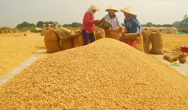 Giá gạo hôm nay 17/7: Phiên chiều quay đầu tăng giá