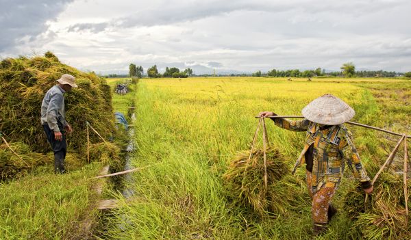 Hà Nội phát triển 504 mô hình kinh tế tập thể