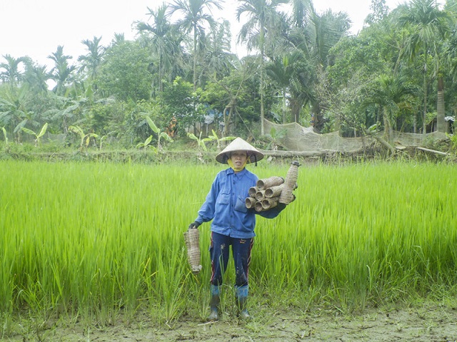 Hiệu quả m&ocirc; h&igrave;nh rươi - l&uacute;a