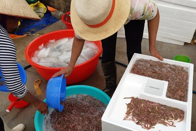 Nu&ocirc;i rươi thương phẩm kết hợp canh t&aacute;c l&uacute;a hữu cơ sẽ cho hiệu quả rươi - l&uacute;a cao gấp nhiều lần so với nu&ocirc;i th&ocirc;ng thường