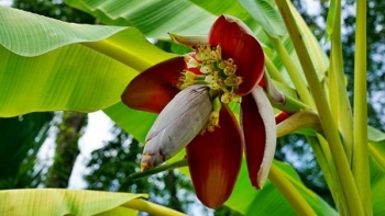 Sức khỏe: Hoa chuối và những công dụng được ví như 