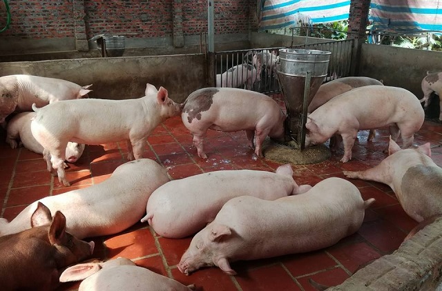 Gi&aacute; heo hơi h&ocirc;m nay 18/7: Tăng nhẹ trong l&uacute;c chờ nguồn cung nhập khẩu mới