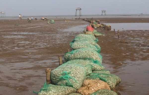 Phát triển bền vững và toàn diện chuỗi giá trị nghêu tại Việt Nam