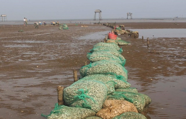 Tại hội nghị c&aacute;c diễn giả, nh&agrave; khoa học, cơ quan chức năng đ&atilde; thảo luận t&igrave;m ra c&aacute;c giải ph&aacute;p c&ocirc;ng nghệ sản xuất ngh&ecirc;u giống bền vững