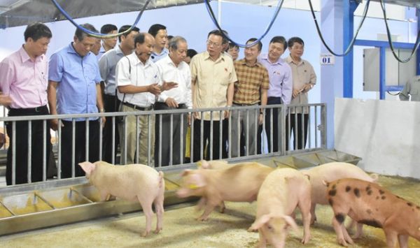 Thừa Thiên - Huế: Ra mắt 'Tổ hợp chăn nuôi an toàn sinh học 4F' đầu tiên tại Việt Nam