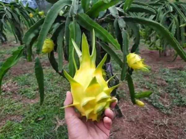 Tiền Giang: Thu lãi tiền tỷ nhờ trồng thanh long giống mới Tiền Giang: Thu lãi tiền tỷ nhờ trồng thanh long giống mới