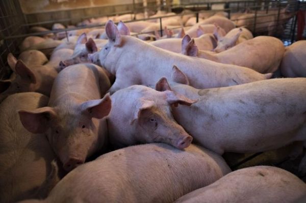 Giá vàng hôm nay 20/7: Đồng loạt tăng cả 3 miền