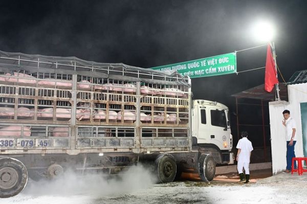 Nhập khẩu lợn giống tăng hơn 32 lần trong nửa đầu năm 2020