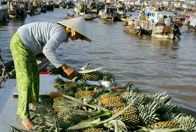Cần Thơ hiện c&oacute; hơn 18.466 ha c&acirc;y ăn tr&aacute;i, với sản lượng tr&aacute;i tr&ecirc;n 111.520 tấn/năm