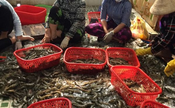 Kiên Giang: Phát hiện quả tang cơ sở đang đưa tạp chất vào tôm nguyên liệu