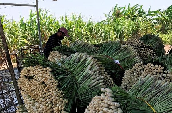 Tiền Giang: Trồng sả hiệu quả trên vùng đất nhiễm mặn