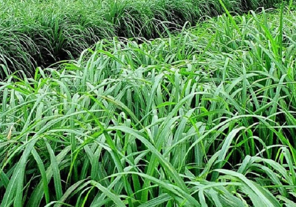 Nhiều hộ nhờ trồng sả m&agrave; cuộc sống ng&agrave;y c&agrave;ng được n&acirc;ng l&ecirc;n