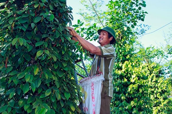 Lâm Đồng: Người dân đạt thu nhập cao nhờ trồng tiêu hữu cơ bền vững