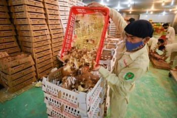 Dabaco công bố lợi nhuận quý II tăng gấp 52,5 lần so với cùng kỳ