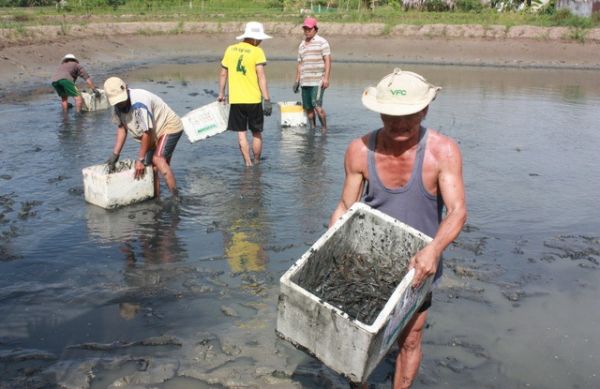 Kiên Giang: Xây dựng nhãn hiệu 'Tôm sú Vĩnh Thuận'