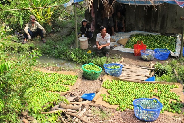 Những năm gần đ&acirc;y, diện t&iacute;ch trồng chanh d&acirc;y b&ocirc;ng t&iacute;m ở c&aacute;c tỉnh Đồng bằng s&ocirc;ng Cửu Long tăng l&ecirc;n đ&aacute;ng kể do gi&aacute; loại quả n&agrave;y kh&aacute; ổn định