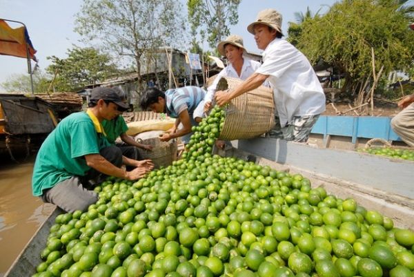 An Giang: Hiệu quả từ trồng giống chanh bông tím