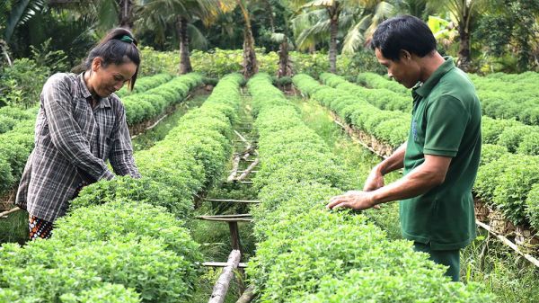 Bến Tre: Tập trung phát triển nông nghiệp giải quyết cuộc sống và lao động ở nông thôn