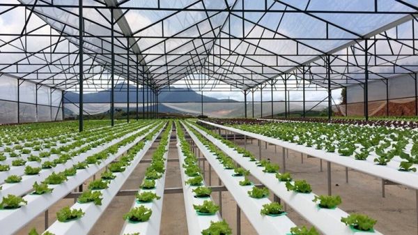 Hà Nội: giải ngân trên 136 tỷ đồng cho nông dân phát triển kinh tế