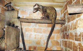 Phú Yên: Ổn định đời sống nhờ nuôi chồn hương