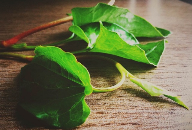 C&aacute;ch chữa bệnh trĩ d&acirc;n gian đang l&agrave; một trong những phương ph&aacute;p chữa bệnh được sử dụng phổ biến hiện nay