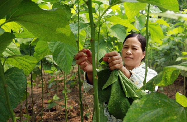 Hiện xã Việt Tiến có 100 hộ nuôi tằm lấy kén. Nuôi tằm không nặng nhọc và không mất nhiều thời gian, nên người dân vẫn có thể tranh thủ làm nhiều công việc khác