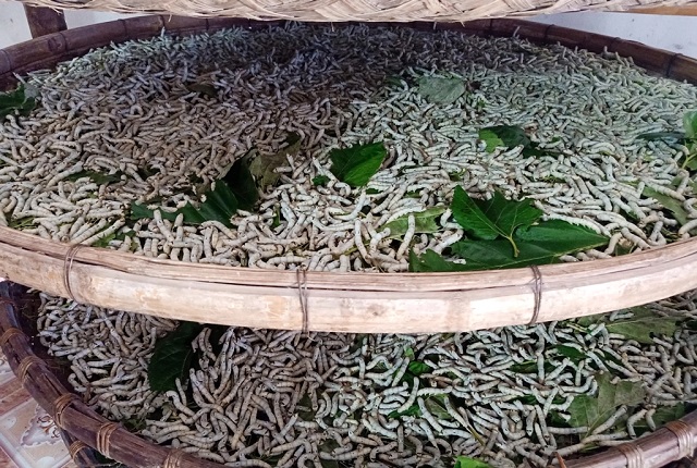 Trồng dâu nuôi tằm mặc dù không mới, nhưng khi áp dung công nghệ cao thì đây là là nghề mới