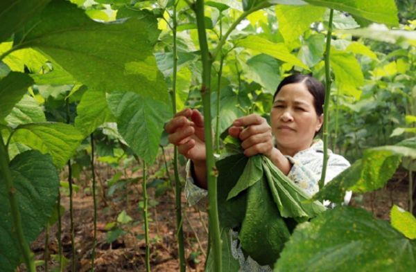 Lào Cai: Hiệu quả từ mô hình nuôi tằm trong phòng lạnh