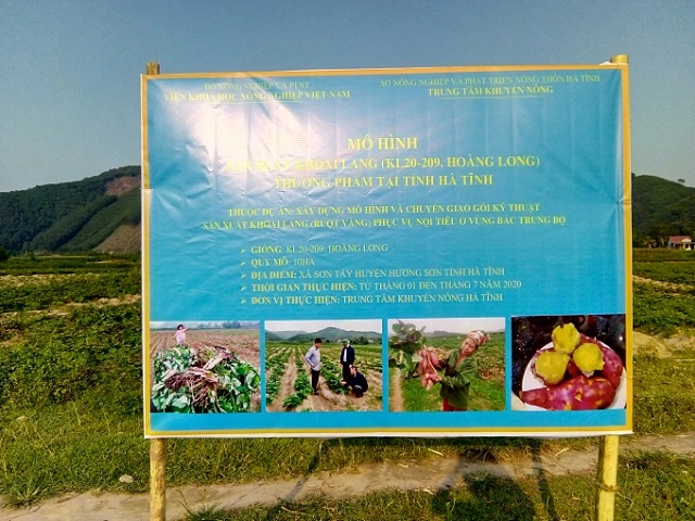 Địa điểm triển khai mô hình sản xuất khoai lang thương phẩm