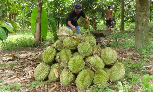 Khánh Hòa: Nhà vườn phấn khởi khi sầu riêng được mùa, được giá