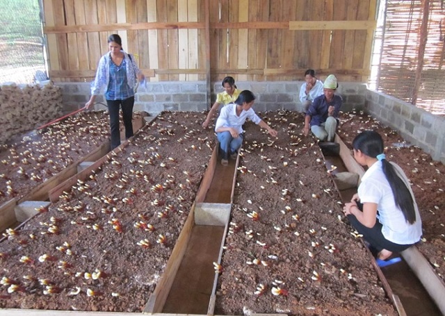 Chăm sóc nấm linh chi ở Ba Chẽ