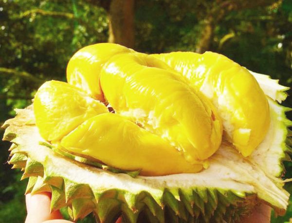 Mở rộng quảng bá và tiêu thụ sầu riêng Việt Nam tại Australia