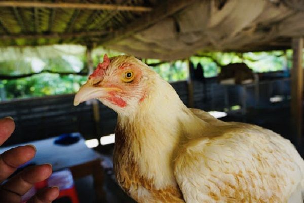 Nhập khẩu giống gia cầm tăng gần 38 lần so với cùng kỳ