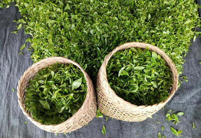 xuất khẩu chè 6 tháng đầu năm