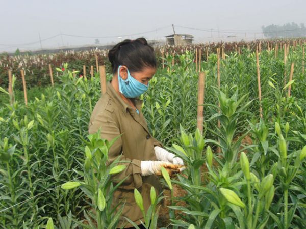 Hà Nội: Chuyển đổi cơ cấu cây trồng trên đất lúa được hơn 7.762ha