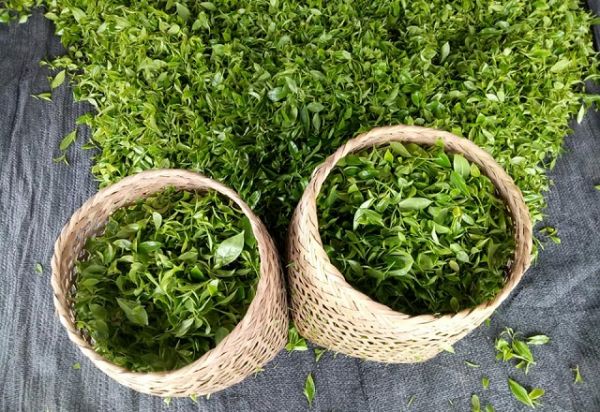 6 tháng đầu năm 2020: Pakistan là nước tiêu thụ chè nhiều nhất của Việt Nam