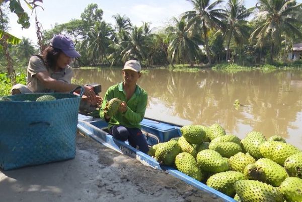 Xây dựng, phát triển thương hiệu mãng cầu xiêm trên đất Hậu Giang