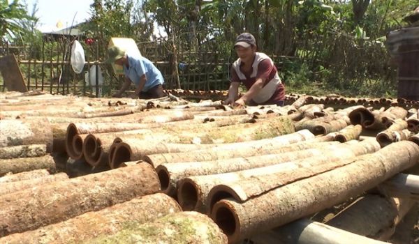 Quảng Nam: Nhiều giải pháp mới phát huy tiềm năng cây quế Trà My