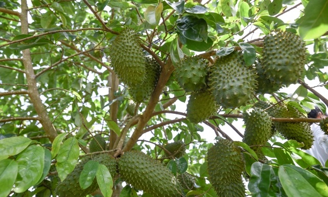 Nhiều n&ocirc;ng d&acirc;n ở Hậu Giang đ&atilde; mạnh dạn chuyển đổi đất l&uacute;a k&eacute;m hiệu quả sang trồng m&atilde;ng cầu xi&ecirc;m đem lại kinh tế cao v&agrave; c&oacute; đầu ra ổn định