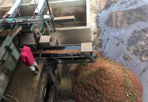 Sơn La: Đôn đốc việc chấp hành bảo vệ môi trường tại các cơ sở chế biến cà phê