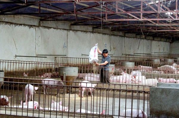 Giá thịt hôm nay 23/7: Miền Bắc, miền Trung giảm nhẹ, miền Nam đi ngang