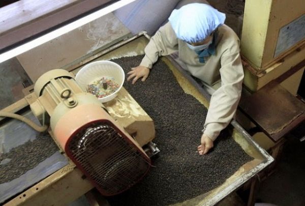 Nhập khẩu hồ tiêu của Việt Nam 6 tháng đầu năm giảm mạnh