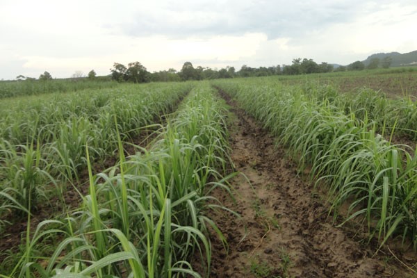 N&ocirc;ng d&acirc;n B&igrave;nh Định ph&aacute;t triển mạnh trồng cỏ nu&ocirc;i b&ograve;