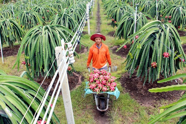 thanh long ruột đỏ