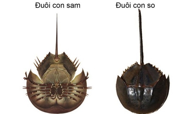 Ph&acirc;n biệt con so biển v&agrave; sam biển