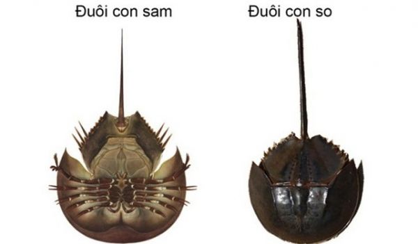 Khuyến cáo: Cẩn trọng với độc tố tự nhiên có trong so biển