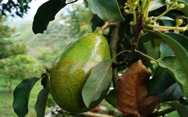 Phát triển cây bơ trên vùng đất đỏ bazan