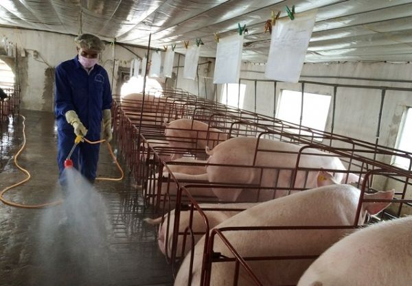 Giá thịt hôm nay 24/7: Lợn hơi tiếp tục neo ở ngưỡng cao